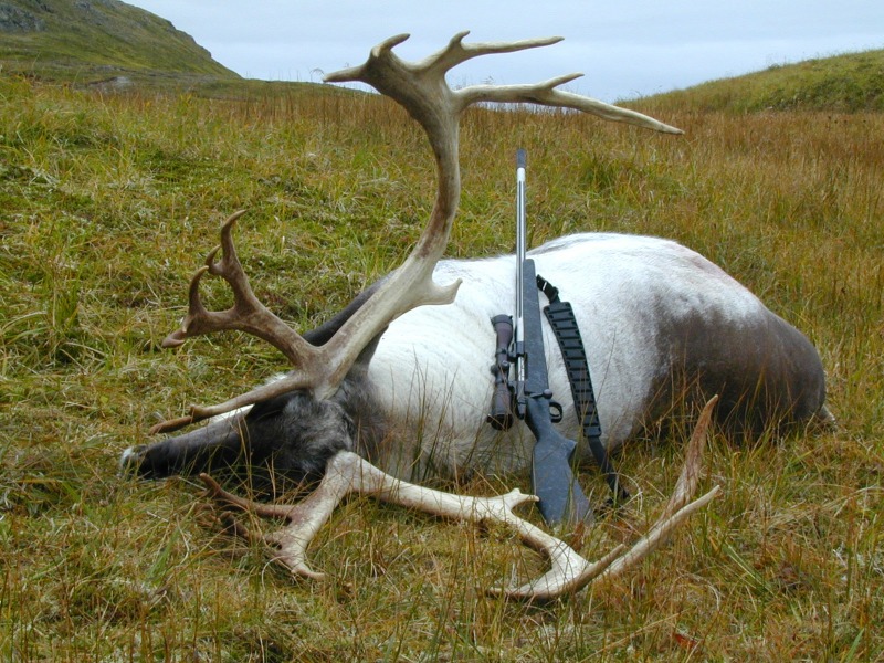 Jim Hlay's Adak 2000 Hunting Report