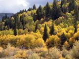 2007 Autumn Colors in Utah