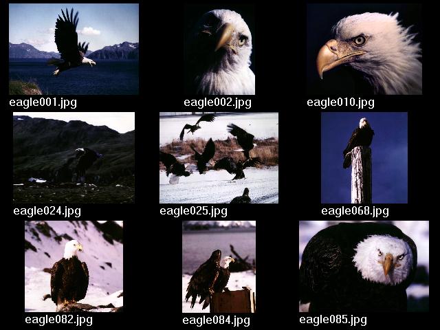 Eagle Click Map