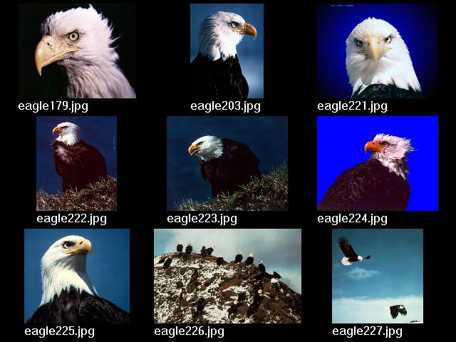 Eagle Click Map